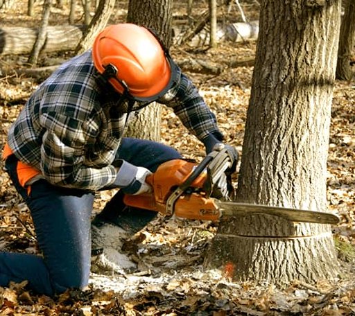 Tree Removal in Collegeport, TX